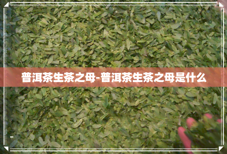 普洱茶生茶之母-普洱茶生茶之母是什么