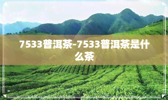 7533普洱茶-7533普洱茶是什么茶