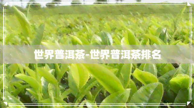 世界普洱茶-世界普洱茶排名