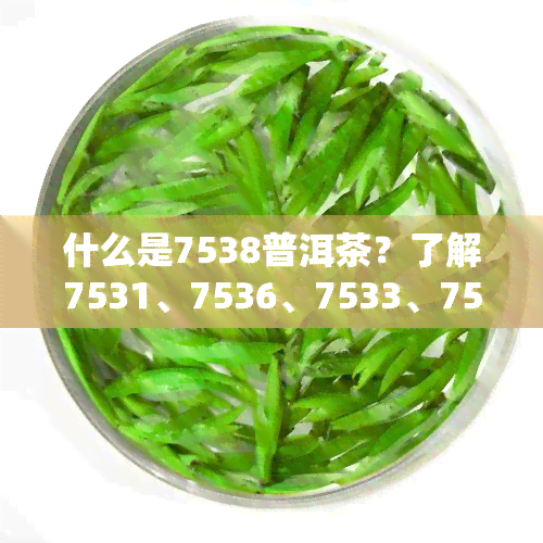 什么是7538普洱茶？了解7531、7536、7533、7532等不同型号的普洱茶含义