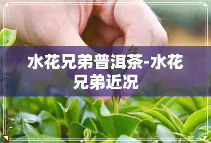 水花兄弟普洱茶-水花兄弟近况