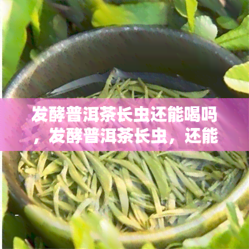 发酵普洱茶长虫还能喝吗，发酵普洱茶长虫，还能放心饮用吗？