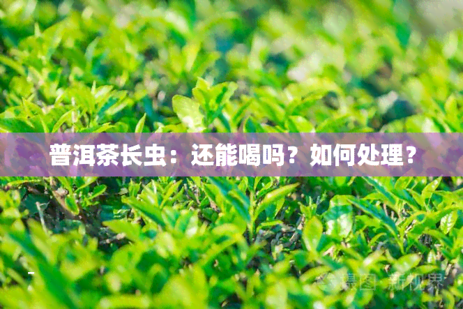 普洱茶长虫：还能喝吗？如何处理？