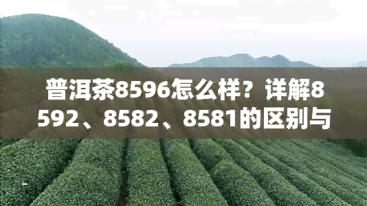 普洱茶8596怎么样？详解8592、8582、8581的区别与价格