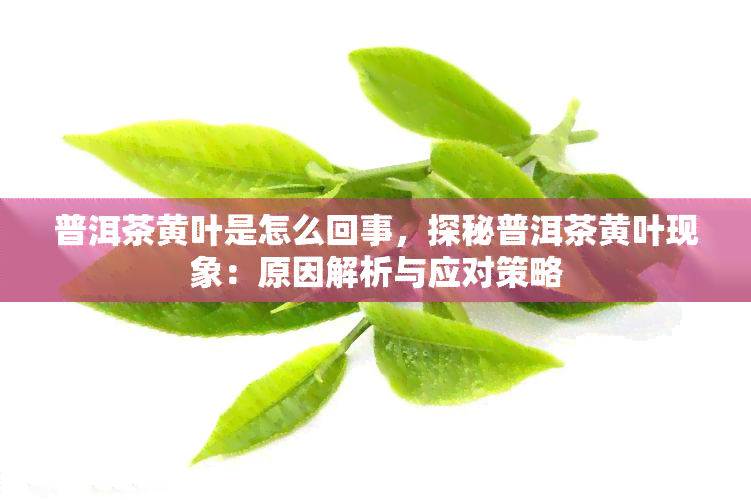 普洱茶黄叶是怎么回事，探秘普洱茶黄叶现象：原因解析与应对策略