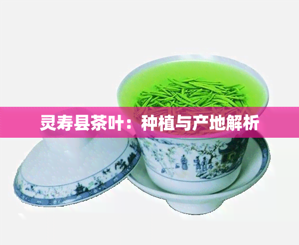 灵寿县茶叶：种植与产地解析