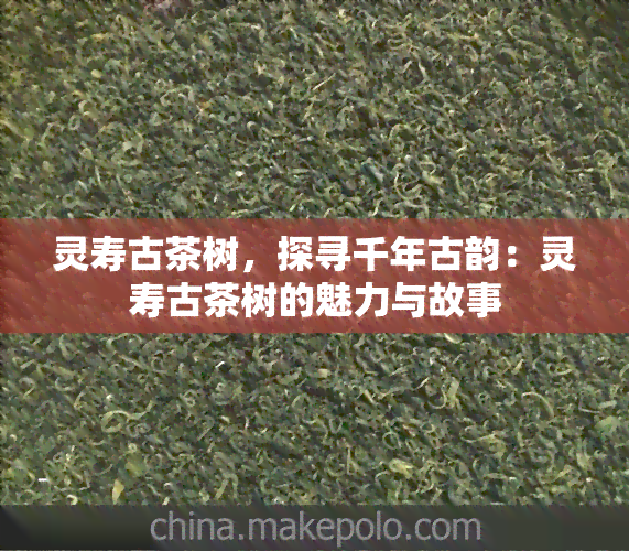 灵寿古茶树，探寻千年古韵：灵寿古茶树的魅力与故事