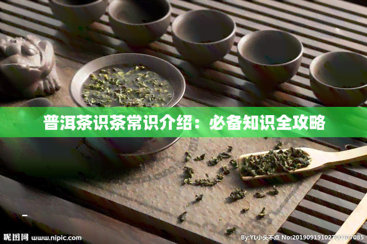 普洱茶识茶常识介绍：必备知识全攻略