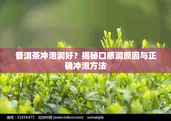 普洱茶冲泡润好？揭秘口感润原因与正确冲泡方法