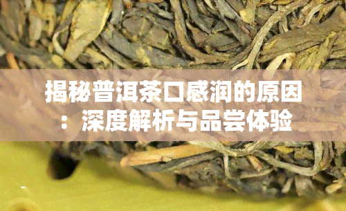 揭秘普洱茶口感润的原因：深度解析与品尝体验