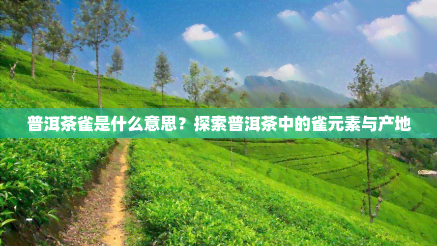 普洱茶雀是什么意思？探索普洱茶中的雀元素与产地