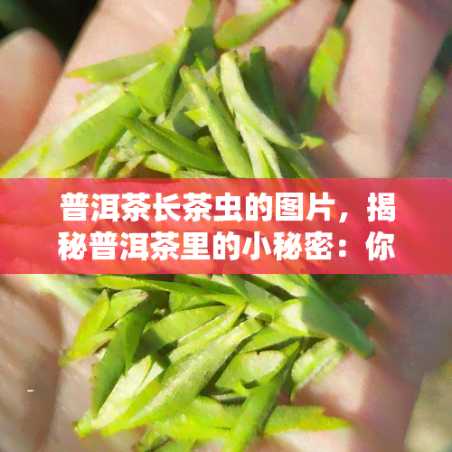 普洱茶长茶虫的图片，揭秘普洱茶里的小秘密：你可能不知道的茶虫现象