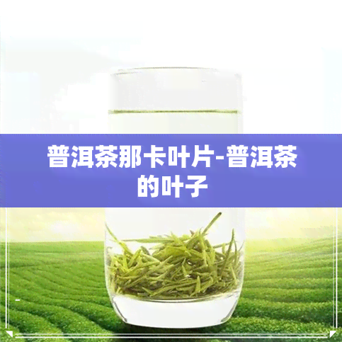 普洱茶那卡叶片-普洱茶的叶子