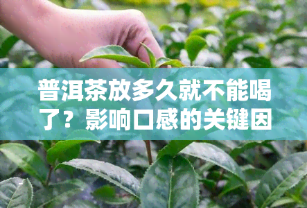 普洱茶放多久就不能喝了？影响口感的关键因素是什么？