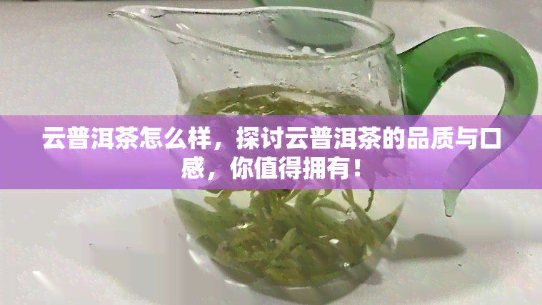 云普洱茶怎么样，探讨云普洱茶的品质与口感，你值得拥有！