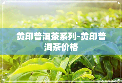 黄印普洱茶系列-黄印普洱茶价格