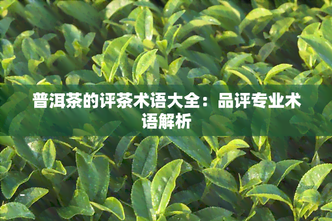 普洱茶的评茶术语大全：品评专业术语解析