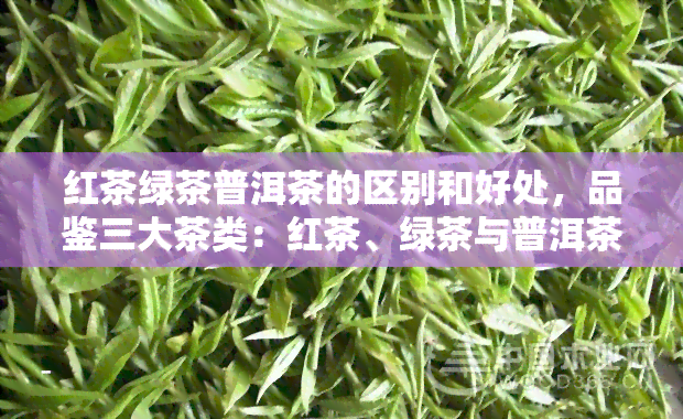 红茶绿茶普洱茶的区别和好处，品鉴三大茶类：红茶、绿茶与普洱茶的区别与好处