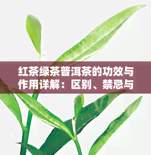 红茶绿茶普洱茶的功效与作用详解：区别、禁忌与全面解析