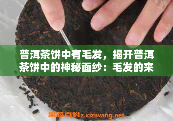 普洱茶饼中有毛发，揭开普洱茶饼中的神秘面纱：毛发的来源与影响