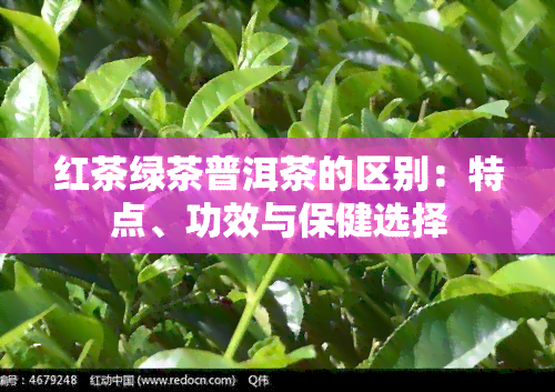 红茶绿茶普洱茶的区别：特点、功效与保健选择