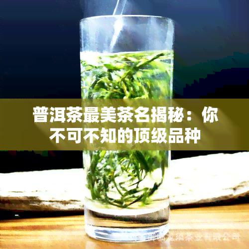 普洱茶最美茶名揭秘：你不可不知的顶级品种