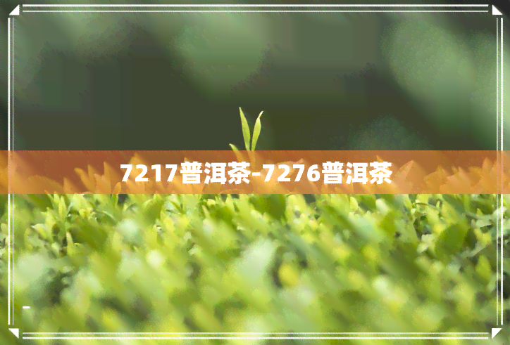 7217普洱茶-7276普洱茶