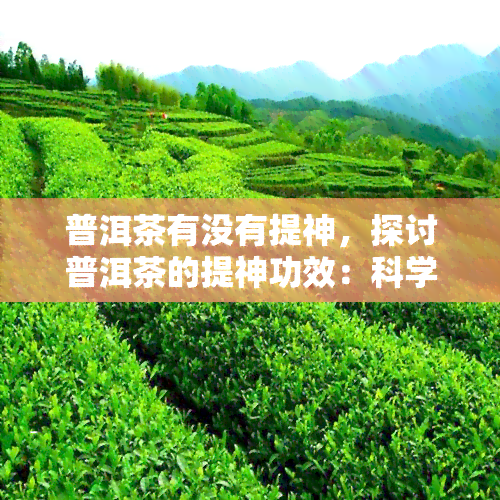 普洱茶有没有提神，探讨普洱茶的提神功效：科学解析与实际体验