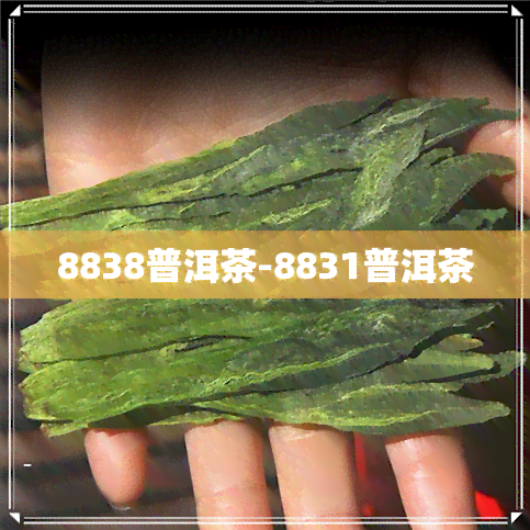 8838普洱茶-8831普洱茶