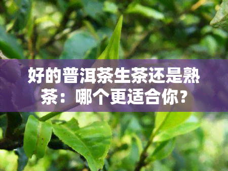 好的普洱茶生茶还是熟茶：哪个更适合你？