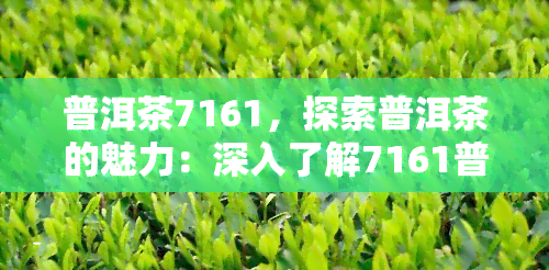 普洱茶7161，探索普洱茶的魅力：深入了解7161普洱茶的制作工艺与口感特点