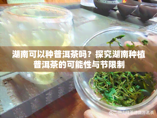 湖南可以种普洱茶吗？探究湖南种植普洱茶的可能性与节限制