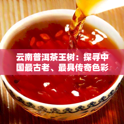 云南普洱茶王树：探寻中国最古老、更具传奇色彩的茶树