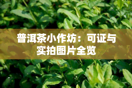 普洱茶小作坊：可证与实拍图片全览