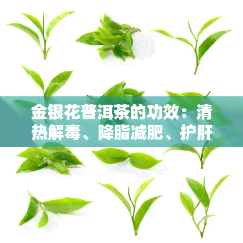 金银花普洱茶的功效：清热解、降脂减肥、护肝明目等全面解析