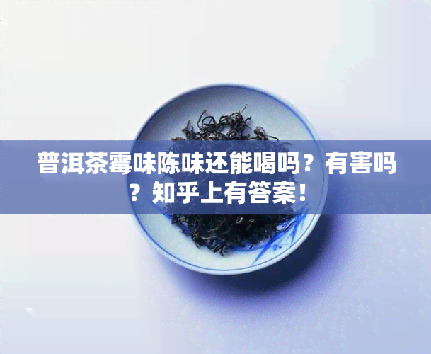 普洱茶霉味陈味还能喝吗？有害吗？知乎上有答案！