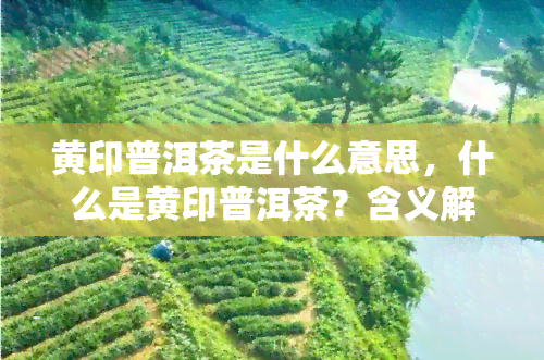 黄印普洱茶是什么意思，什么是黄印普洱茶？含义解析