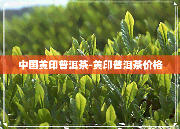 中国黄印普洱茶-黄印普洱茶价格