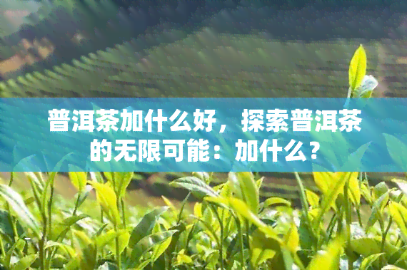 普洱茶加什么好，探索普洱茶的无限可能：加什么？