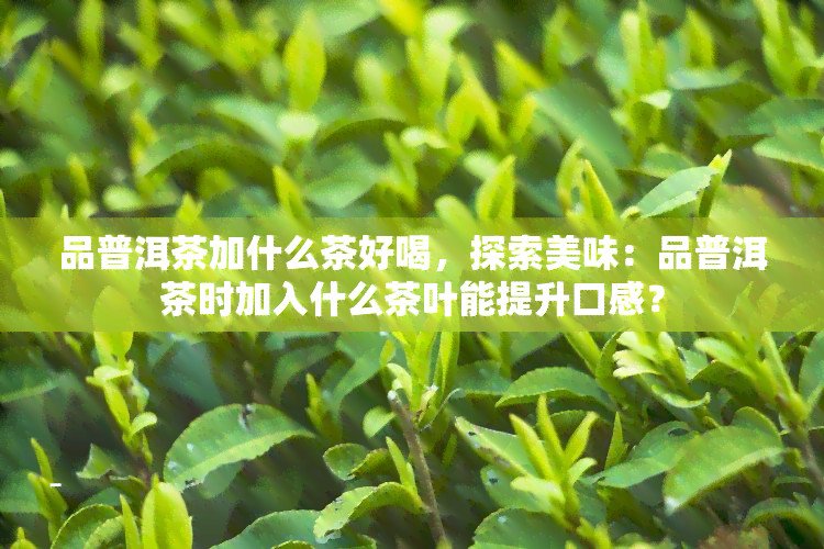 品普洱茶加什么茶好喝，探索美味：品普洱茶时加入什么茶叶能提升口感？