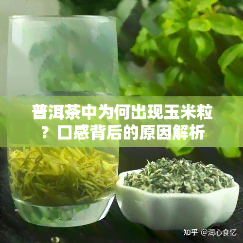 普洱茶中为何出现玉米粒？口感背后的原因解析