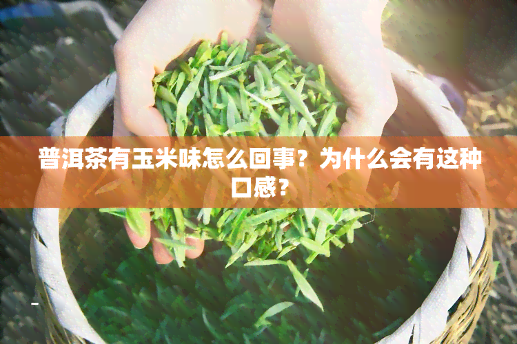 普洱茶有玉米味怎么回事？为什么会有这种口感？