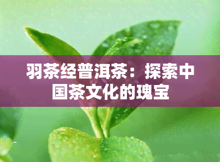 羽茶经普洱茶：探索中国茶文化的瑰宝