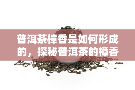 普洱茶樟香是如何形成的，探秘普洱茶的樟香来源：揭秘这一独特香气的形成过程