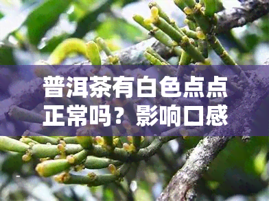 普洱茶有白色点点正常吗？影响口感还是健？看图了解