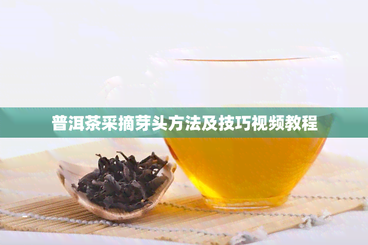 普洱茶采摘芽头方法及技巧视频教程