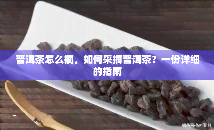 普洱茶怎么摘，如何采摘普洱茶？一份详细的指南