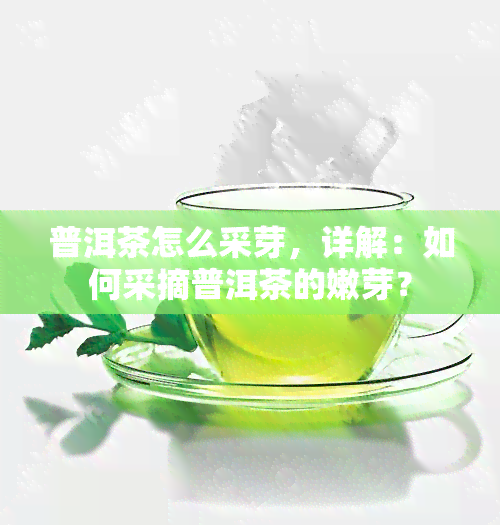 普洱茶怎么采芽，详解：如何采摘普洱茶的嫩芽？