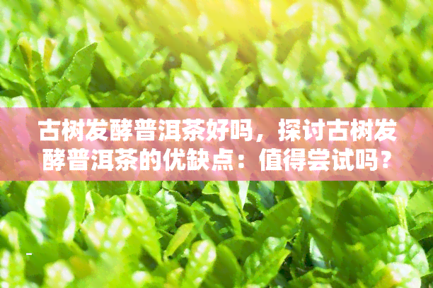 古树发酵普洱茶好吗，探讨古树发酵普洱茶的优缺点：值得尝试吗？