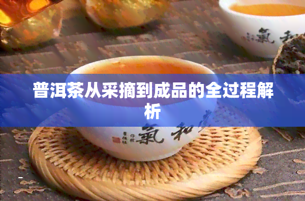 普洱茶从采摘到成品的全过程解析